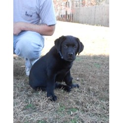 Labrador Retriever Breeder in Petersburg, Virginia