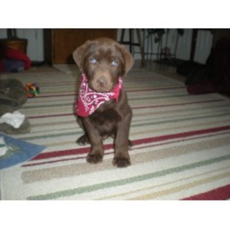 chocolate lab puppies for adoption in nc chocolate lab puppies for sale labrador retriever breeder breeds picture chocolate lab puppies for adoption in nc chocolate lab puppies for sale labrador retriever breeder breeds picture