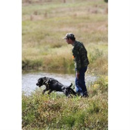 Labrador Retriever breeder Hutto 17545