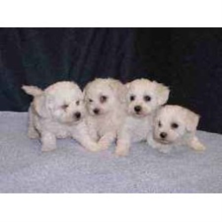 Bichon Frise Breeder in Northfield, Minnesota