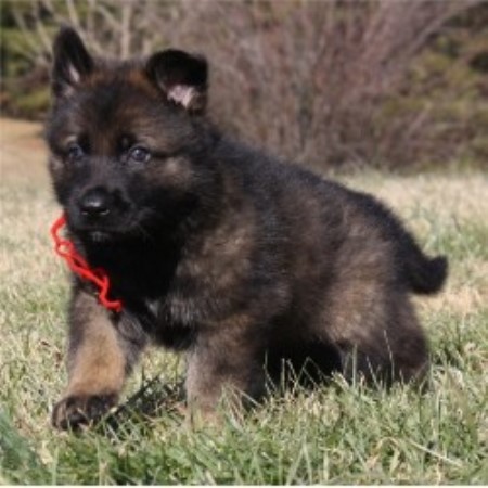 free puppies in nc free german shepherd puppies for sale in nc free puppies in nc free german shepherd puppies for sale in nc