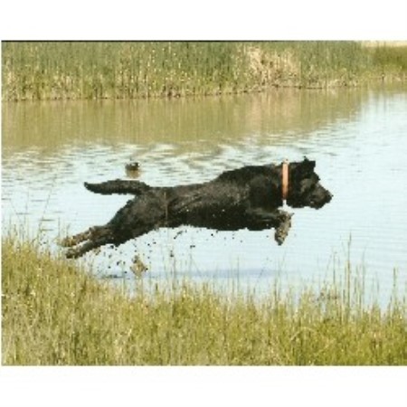 Labrador Retriever Breeder in Fresno, California