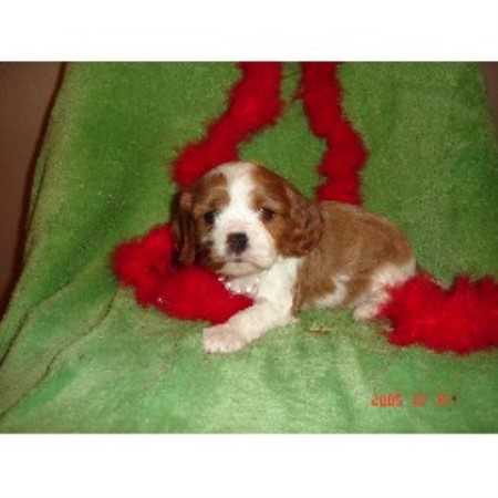 Cavalier King Charles Spaniel breeder Union 17563
