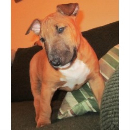 Bull Terrier Breeder in Tuscaloosa, Alabama