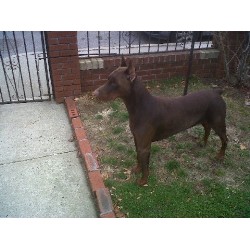 Doberman Pinscher Stud in New York