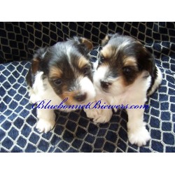 Yorkshire Terrier Breeder in Richmond, Texas