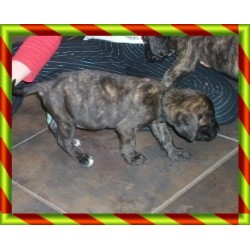 Mastiff Breeder in South Bend, Indiana