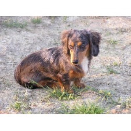Dachshund Breeder in Meadville, Pennsylvania