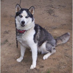Siberian Husky Breeder in Coeburn, Virginia