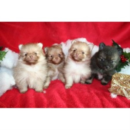 Pomeranian Breeder in Houston, Texas