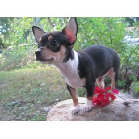 Chihuahua Breeder in Logansport, Indiana