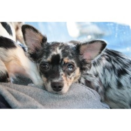 free chihuahua puppies in indiana ppwv chihuahuas chihuahua breeder in logansport indiana listing id 17587 free chihuahua puppies in indiana ppwv chihuahuas chihuahua breeder in logansport indiana listing id 17587