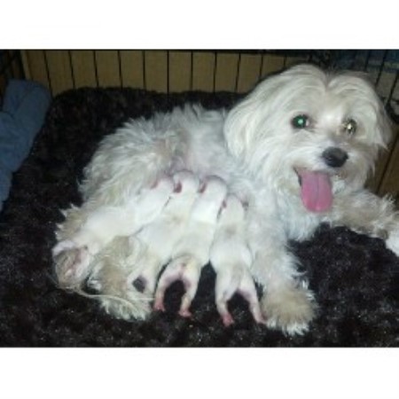 Maltese Breeder in Phoenix, Arizona