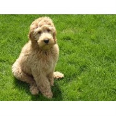 goldendoodle puppies virginia goldendoodle breeders in virginia freedoglistings goldendoodle puppies virginia goldendoodle breeders in virginia freedoglistings