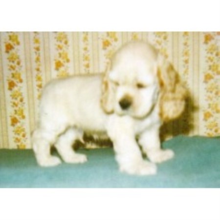 American Cocker Spaniel Breeder in Geneva, New York