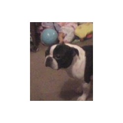 Boston Terrier Stud in Arkansas