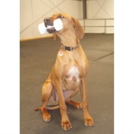 Rhodesian Ridgeback Breeder in Georgina, Ontario