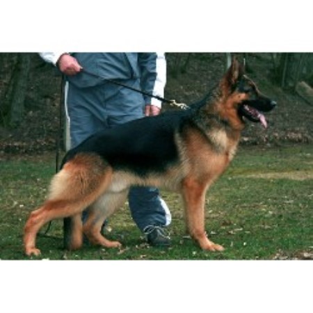 German Shepherd Dog Breeder in Elizabeth, Colorado