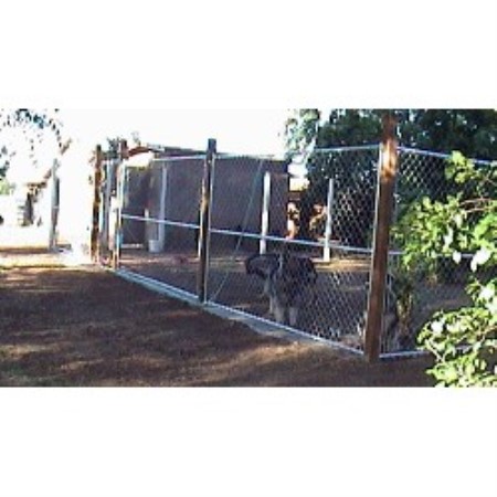 German Shepherd Dog Breeder in White City, Oregon