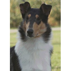 Collie Stud in Indiana