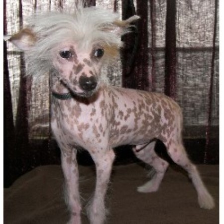 Chinese Crested Breeder in Pinon Hills, California