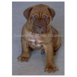 Dogue De Bordeaux Stud in North Carolina