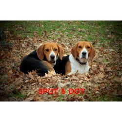 Beagle Breeder in Federal Dam, Minnesota