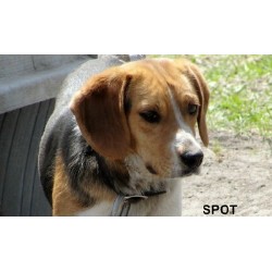 Beagle Stud in Minnesota
