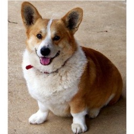 corgi welsh pembroke breeder adult breeders puppies dog corgis arkansas