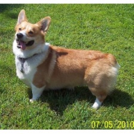 corgi puppies arkansas arkansas corgis randall s pembroke corgis pembroke corgi breeder in corgi puppies arkansas arkansas corgis randall s pembroke corgis pembroke corgi breeder in