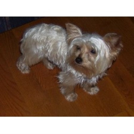 carolina yorkie breeders cta yorkies terrier breeder in morganton carolina yorkie breeders cta yorkies terrier breeder in morganton