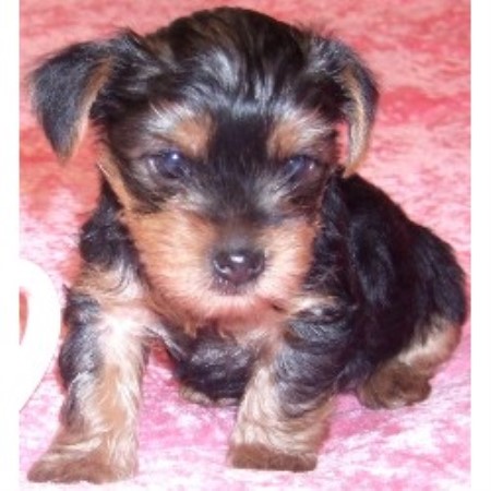 yorkie breeders nc cta yorkies terrier breeder in morganton carolina yorkie breeders nc cta yorkies terrier breeder in morganton carolina