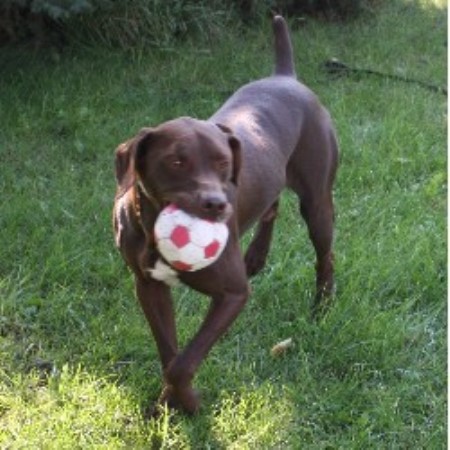 german shorthair puppies iowa pointers of the valley german shorthaired pointer breeder in rock valley iowa german shorthair puppies iowa pointers of the valley german shorthaired pointer breeder in rock valley iowa