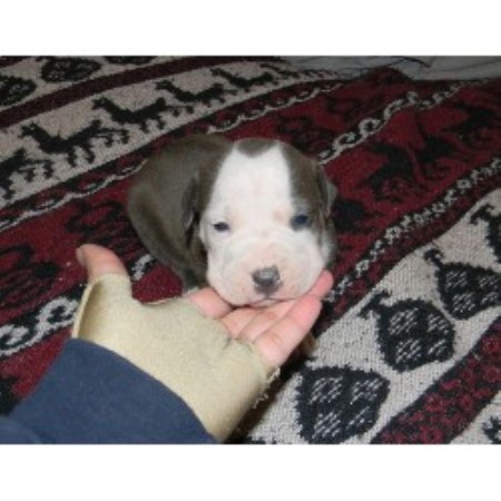 American Pit Bull Terrier Breeder in Shenandoah Junction, West Virginia