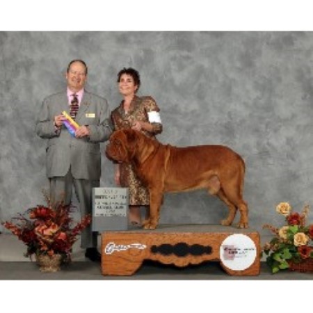 Dogue De Bordeaux Breeder in Huntsville, Arkansas