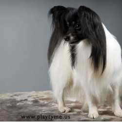 Papillon Breeder in Middleville, Michigan