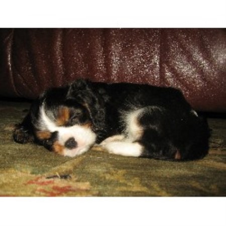 Cavalier King Charles Spaniel B...