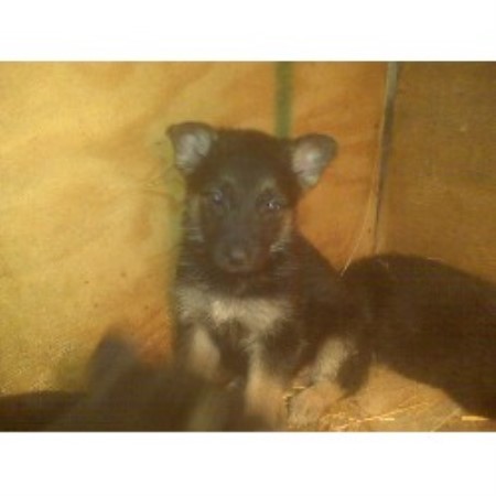 black german shepherd puppies illinois german shepherd gsd alsatian breeders in illinois freedoglistings black german shepherd puppies illinois german shepherd gsd alsatian breeders in illinois freedoglistings