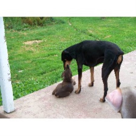 Doberman Pinscher Breeder in Randolph, New York