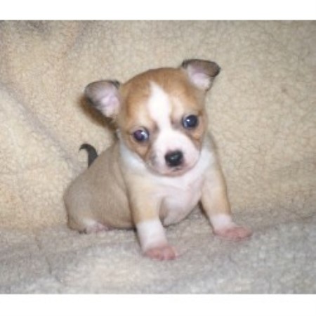 breeders in illinois chihuahua breeders in illinois rachael edwards breeders in illinois chihuahua breeders in illinois rachael edwards