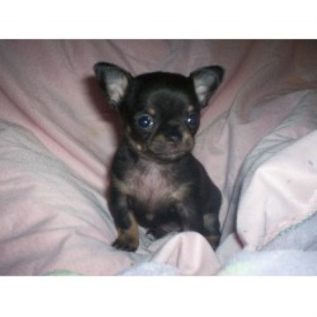 puppies for sale in southern illinois southern illinois chihuahua dogs puppies for sale ebay rachael edwards puppies for sale in southern illinois southern illinois chihuahua dogs puppies for sale ebay rachael edwards