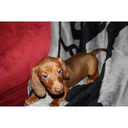 Dachshund Breeder in Post Falls, Idaho
