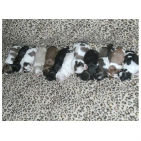 Shih Tzu Breeder in Childersburg, Alabama