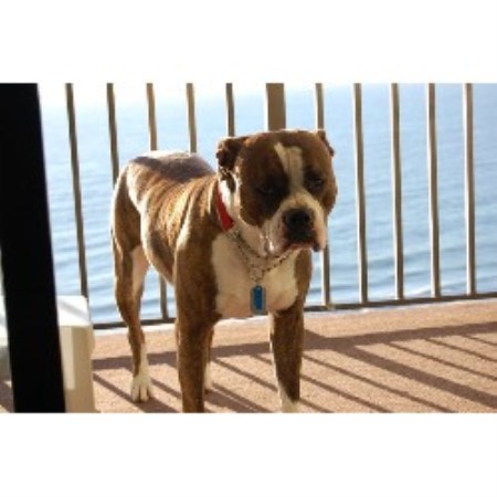 American Bulldog Breeder in Stewartsville, Virginia