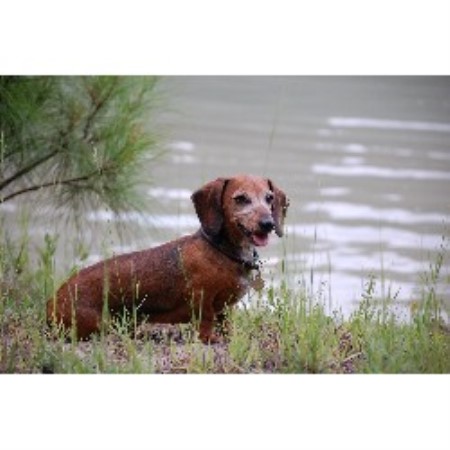 dachshund puppies florida always faithful kennel dachshund breeder in macclenny florida listing id 17670 dachshund puppies florida always faithful kennel dachshund breeder in macclenny florida listing id 17670