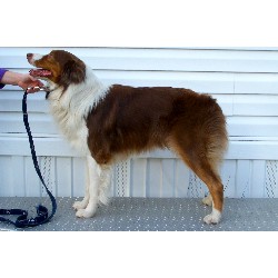 Australian Shepherd Dog Stud in South Carolina