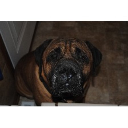 Bullmastiff Breeder in Racine, Wisconsin