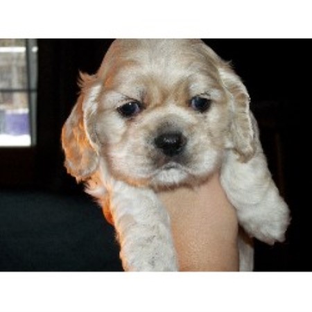 American Cocker Spaniel Breeder in Lake Ann, Michigan