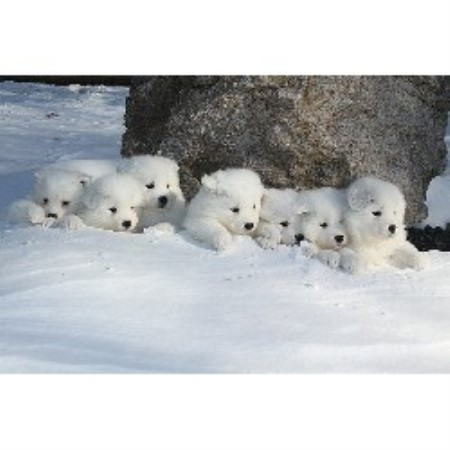 Samoyed Breeder in Waterbury, Connecticut