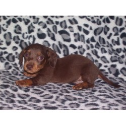 Dachshund Breeder in Cleveland, Tennessee